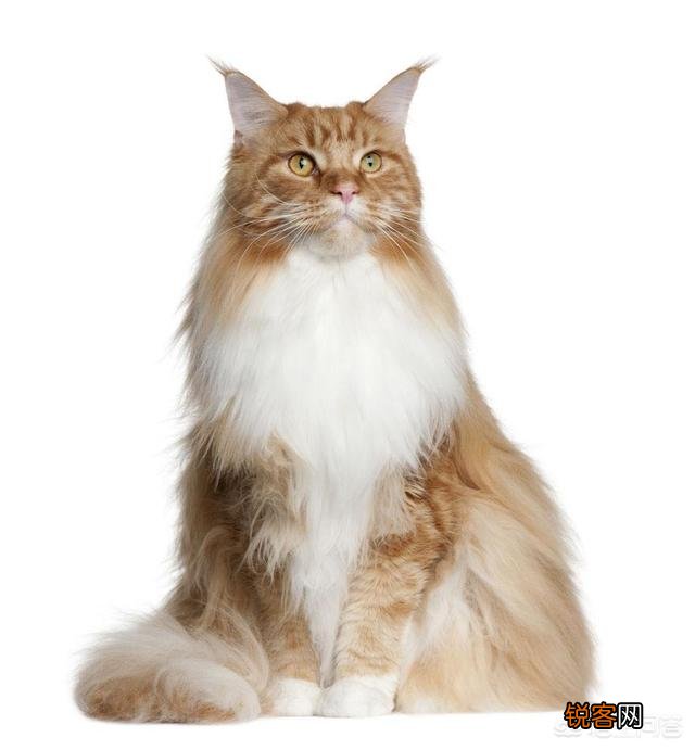 怎么判断猫咪是长毛还是短毛？