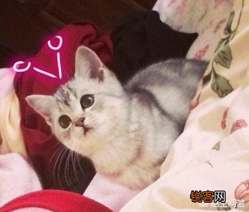 怎么判断猫咪是长毛还是短毛？