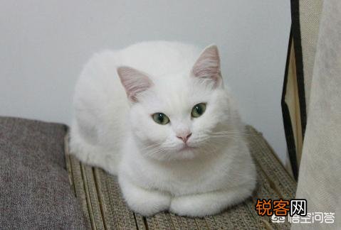 怎么判断猫咪是长毛还是短毛？