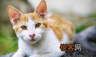 描写猫的句子 关于猫的句子示例