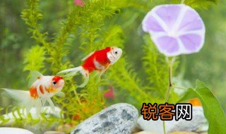 描写鱼儿水中游的句子 描写鱼儿水中游的句子精选