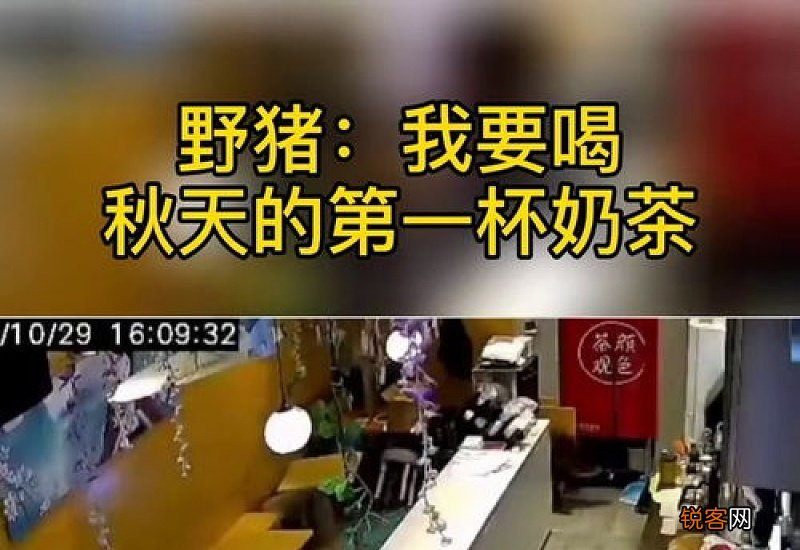 南京野猪进哪个奶茶店