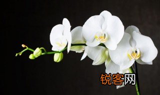 描写兰花的唯美句子 描写兰花的唯美句子有哪些