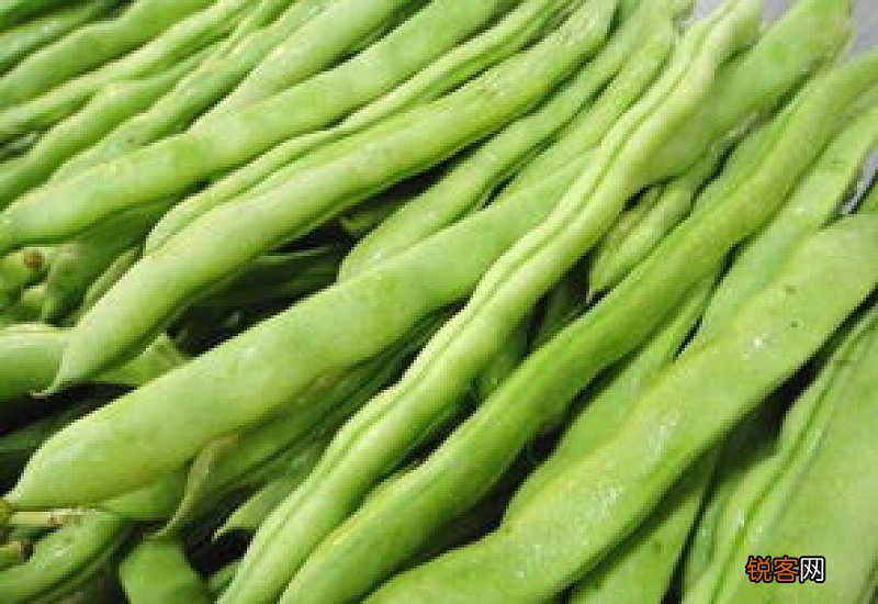 四季豆不能和什么一起吃,四季豆和什么相克