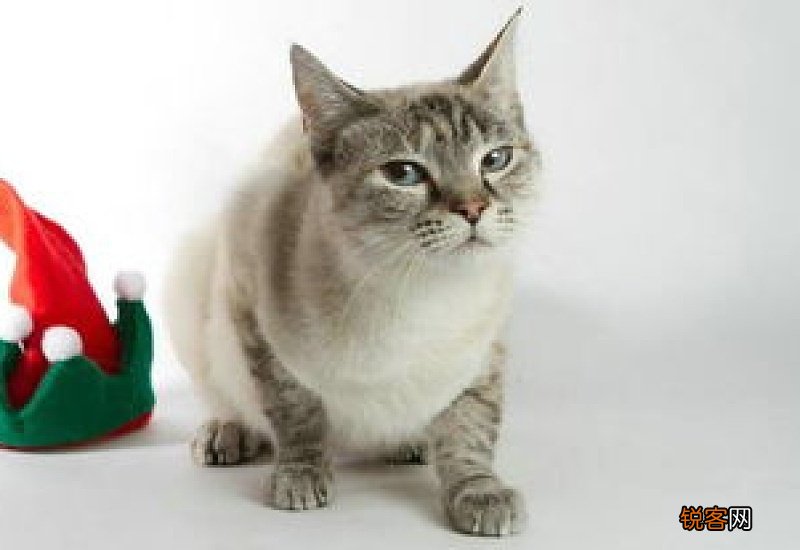 猫能自己挺过猫瘟吗