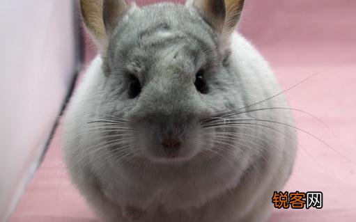 银斑龙猫怎么养？健康银斑龙猫的标准