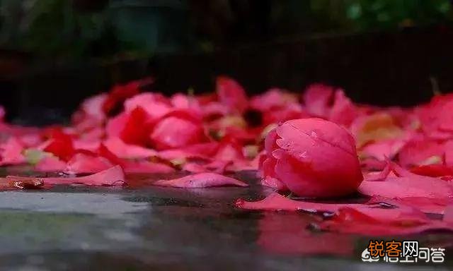 诗词摄影：“惜春春去,几点催花雨”的意境如何拍摄？