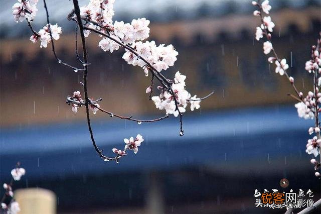 诗词摄影：“惜春春去,几点催花雨”的意境如何拍摄？