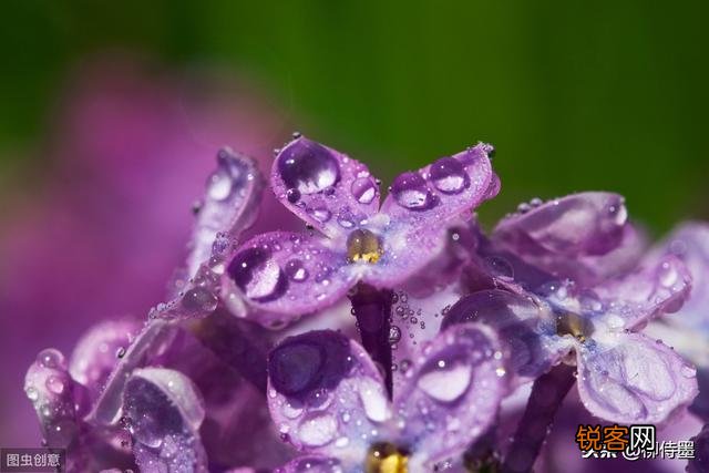 诗词摄影：“惜春春去,几点催花雨”的意境如何拍摄？