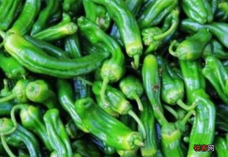 青椒的功效与作用禁忌