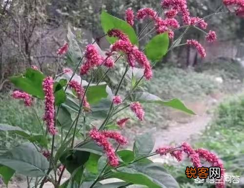 《红楼梦》中惜春住的地方到底是藕香榭、暖香坞还是蓼风轩？