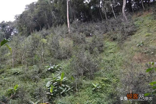 哪位知道有靠谱一点的网上卖茶的,有推荐吗？
