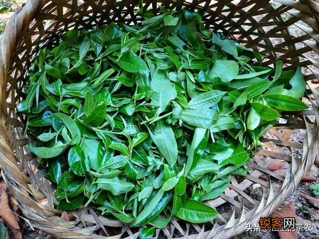 哪位知道有靠谱一点的网上卖茶的,有推荐吗？