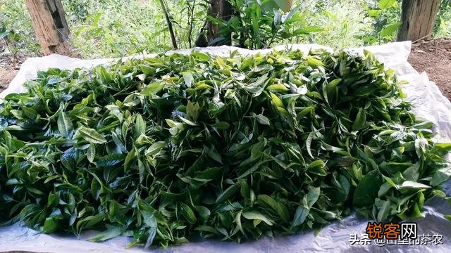 哪位知道有靠谱一点的网上卖茶的,有推荐吗？