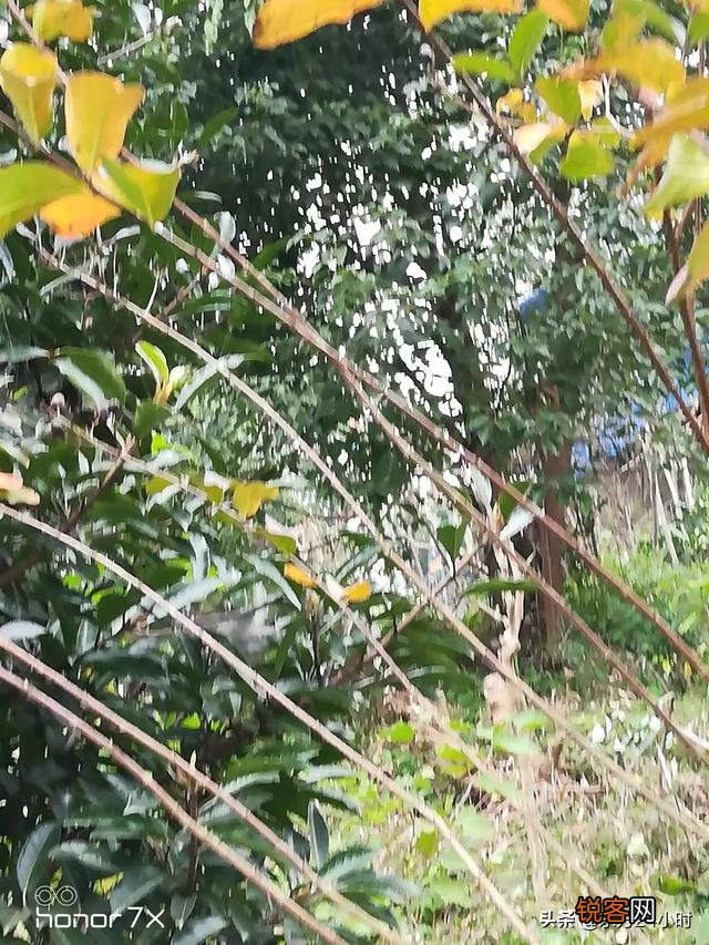 今日小雪节气到了,小雪下雪有啥说法？