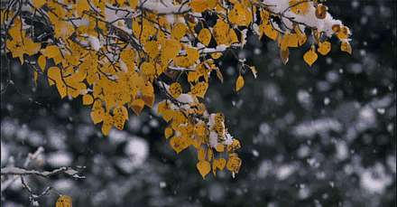 11月22日,是“小雪”节气,饮食上吃点啥好？又该如何养生？