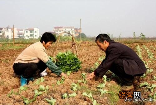 小雪节气到了,农民忙着种植些什么？该注意些什么？