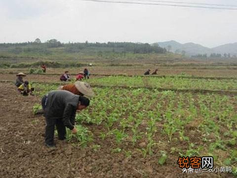 小雪节气到了,农民忙着种植些什么？该注意些什么？