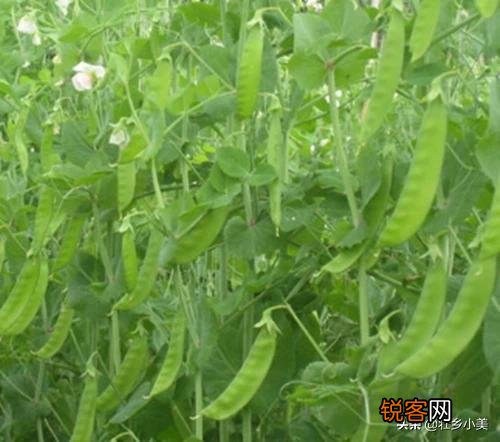 小雪节气到了,农民忙着种植些什么？该注意些什么？