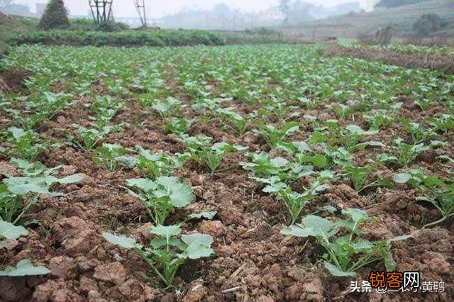 小雪节气到了,农民忙着种植些什么？该注意些什么？