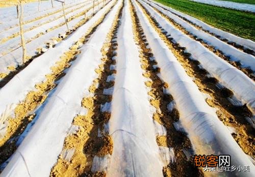 小雪节气到了,农民忙着种植些什么？该注意些什么？