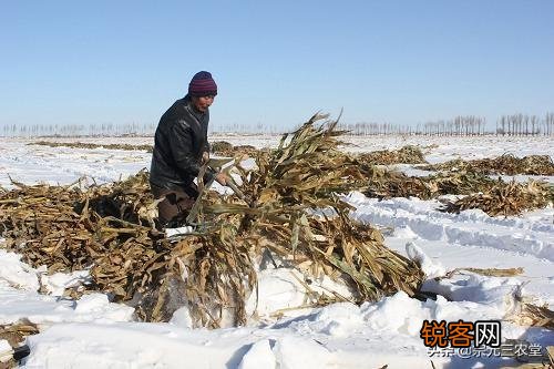 今天是小雪节气,农村老人常说:小雪过后有三件事要注意,否则很受罪,是哪三件事呢？
