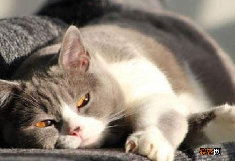 猫瘟病毒会附着在衣服上吗