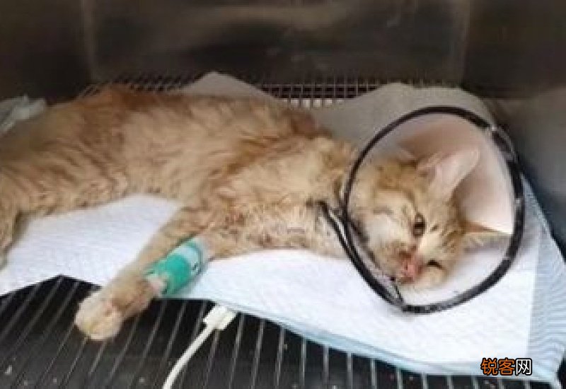 猫瘟空气传播几率大么