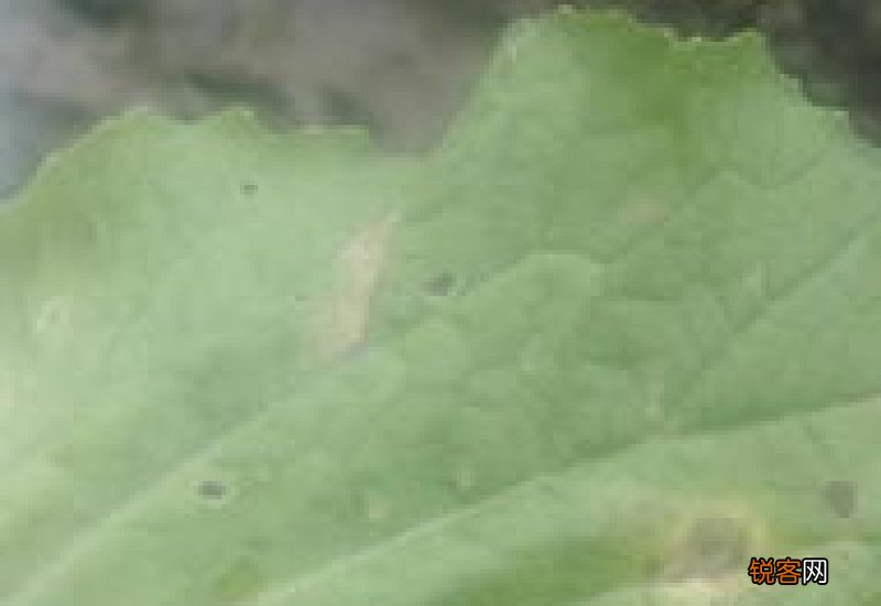 白菜叶子干枯是什么病