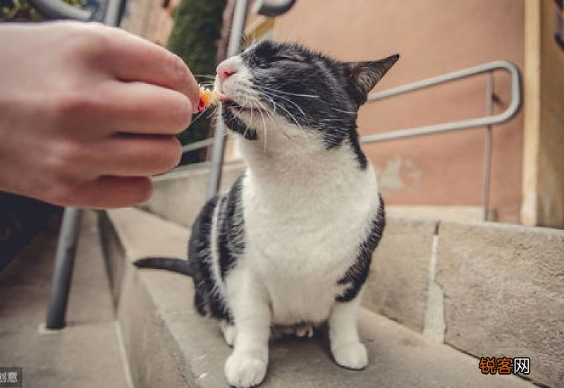 猫瘟多久传染给另一只猫