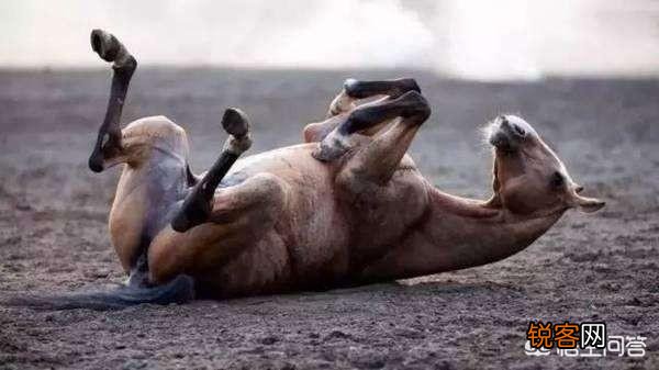 “离骚”是什么意思,为什么屈原写的诗篇称为《离骚》？