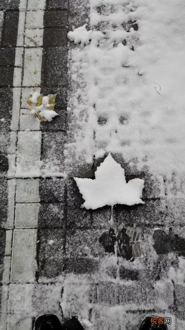 孔子说:＂父为子隐,子为父隐,直在其中也。＂是什么意思？