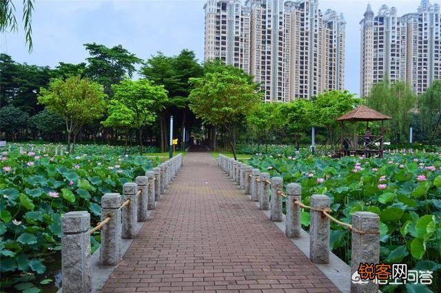 为什么佛山和东莞的主城区并不大？