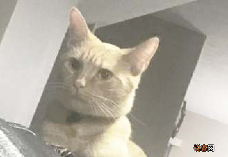 可爱的小猫咪,小动物作文350字