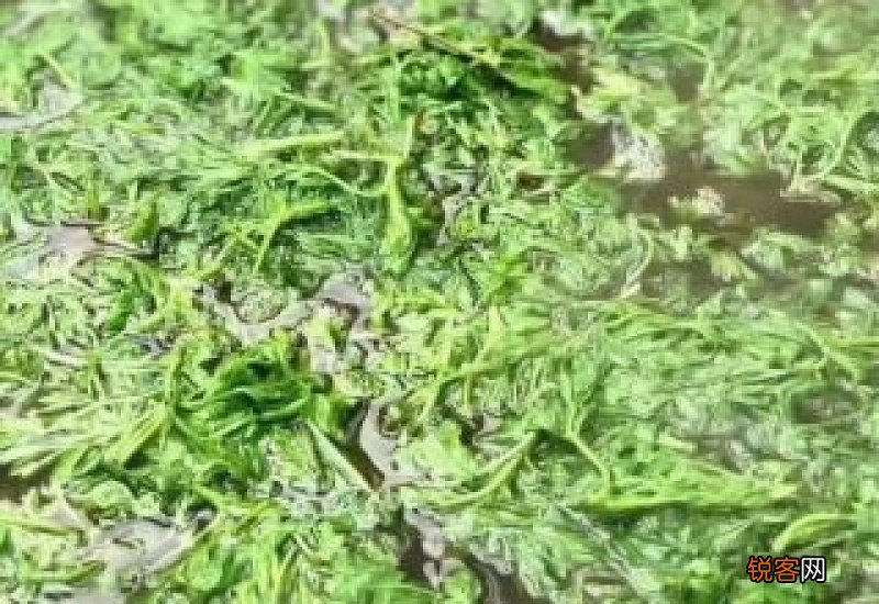 泡脚的艾叶是做青团的艾叶吗 做青团的艾草和艾叶和什么不同