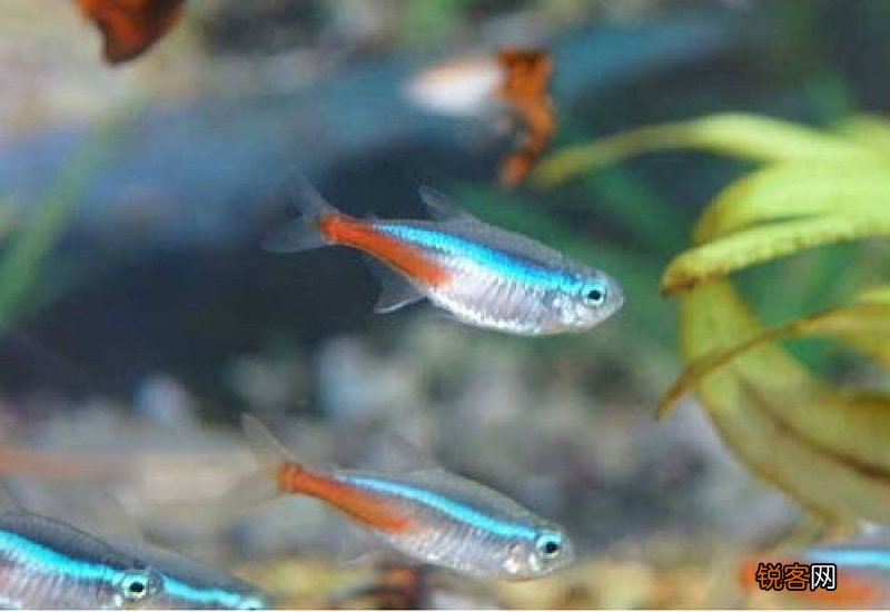 红绿灯鱼会繁殖吗