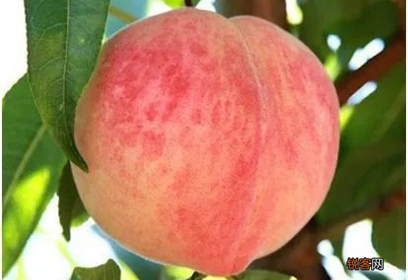 桃子有什么营养价值？桃子的营养价值和功效