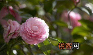 描写春天花的句子 有什么描写春天花的句子