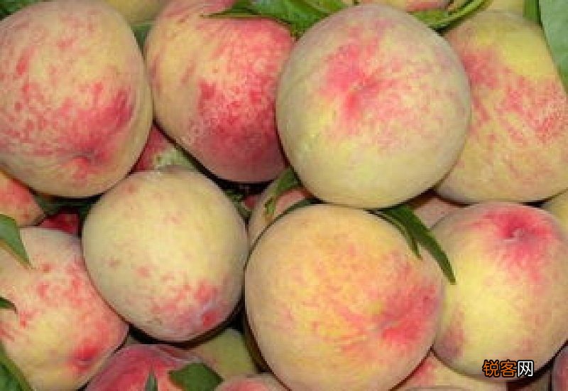 桃子有哪些营养价值 吃桃子的好处有哪些呢