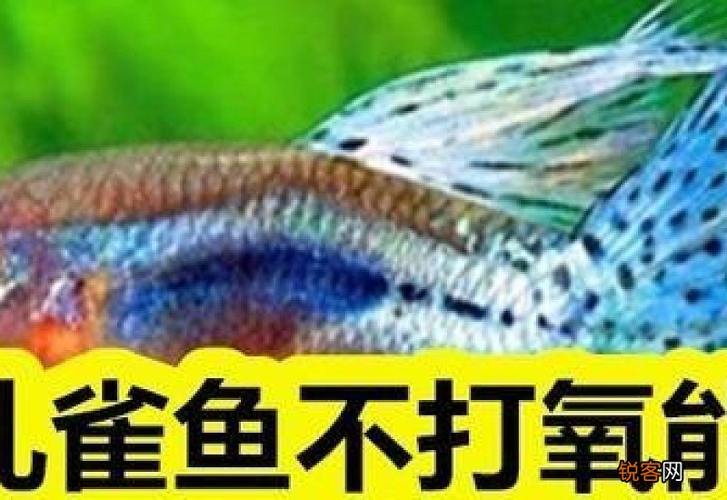 孔雀鱼不打氧能活吗