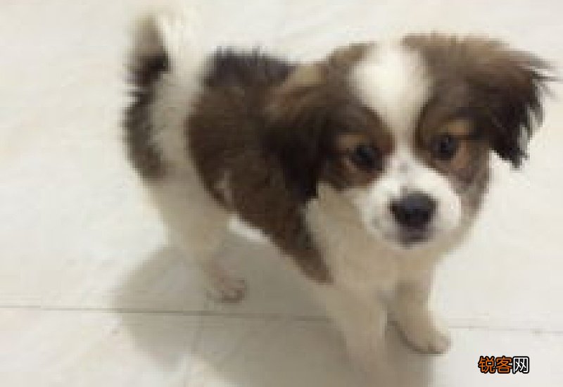 狗狗洗澡沐浴露哪个牌子好