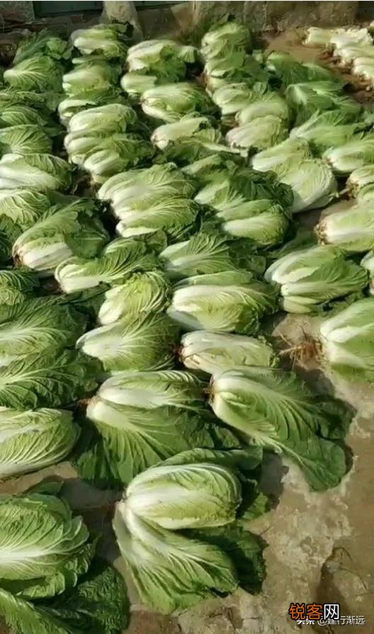 明天小雪节气,大白菜收获以后,如何储存？
