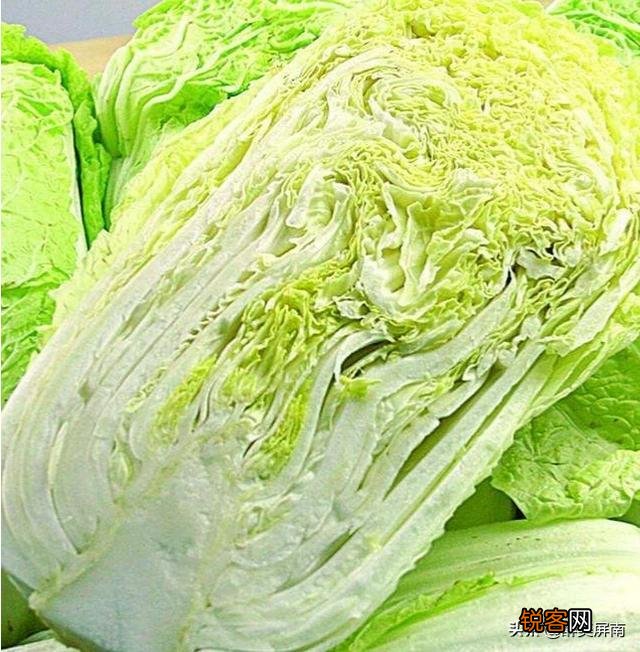 明天小雪节气,大白菜收获以后,如何储存？