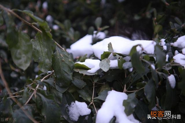 小雪节气到了,老辈人留下了哪些俗语是关于小雪的？表达了什么？