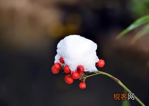 你知道小雪节气的诗吗？