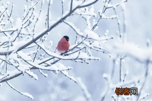 你知道小雪节气的诗吗？