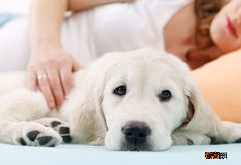 狗狗几岁可以怀孕