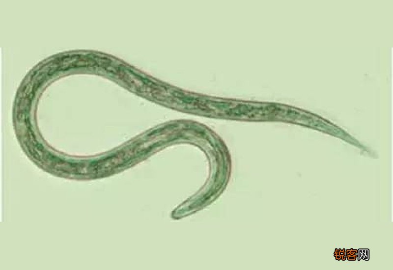 洗过生肉的盆有寄生虫吗