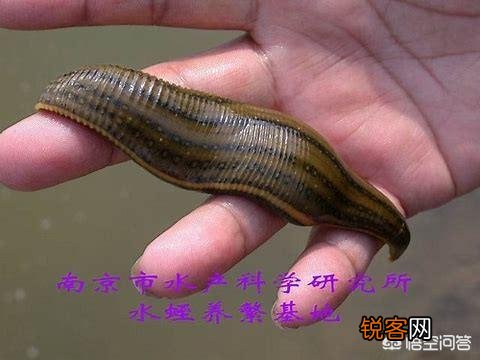 你都听过哪些恐怖故事？
