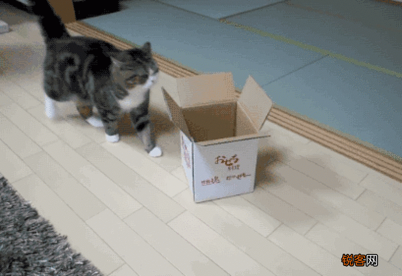 猫为什么那么喜欢纸箱子